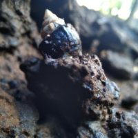 A matured muscular with PNG colour on a rocky mountain